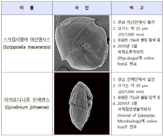 신종 해양 와편모류의 특징(출처=해양수산부)